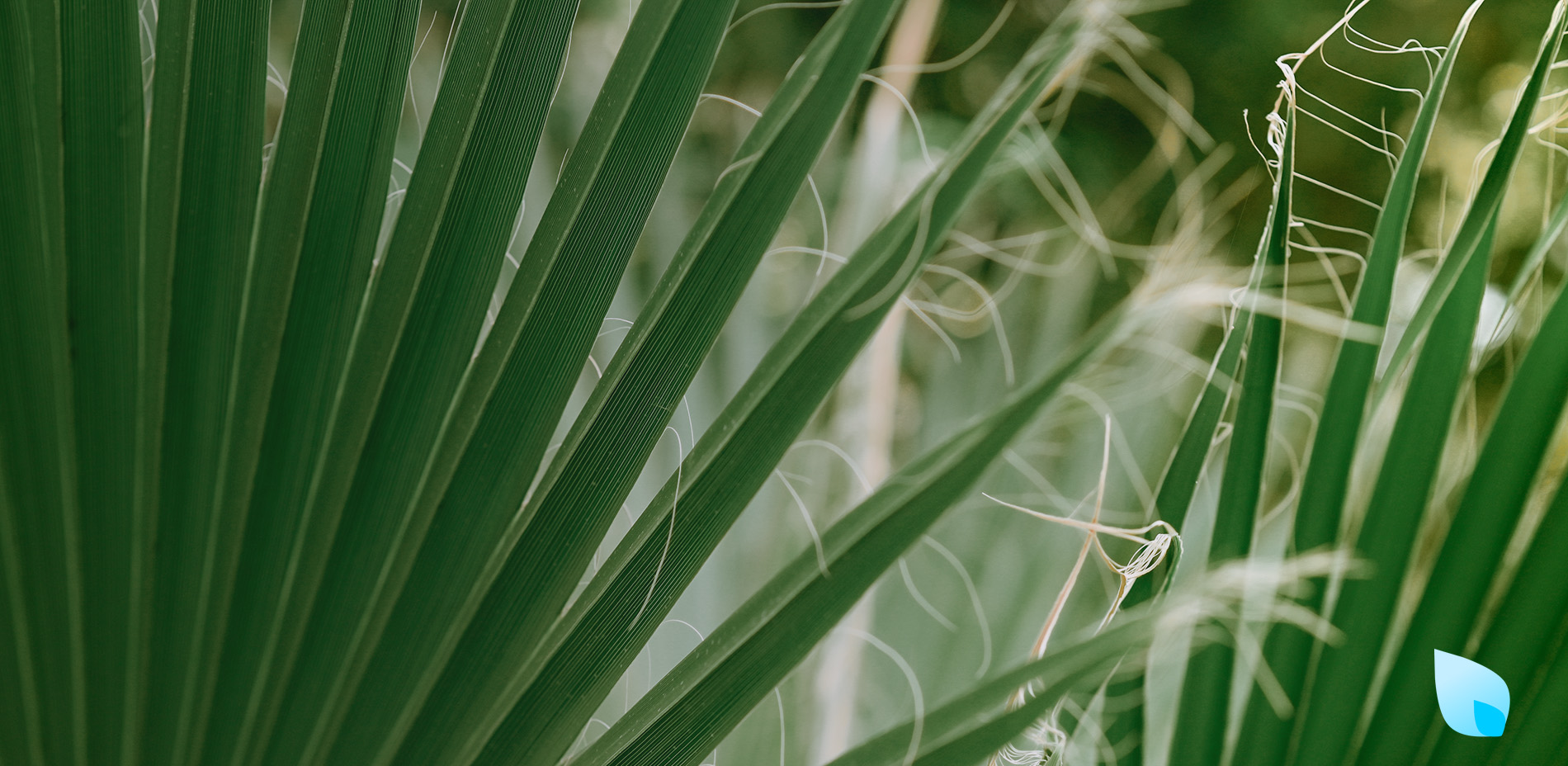 serenoa-repens-capelli-anticaduta-naturale
