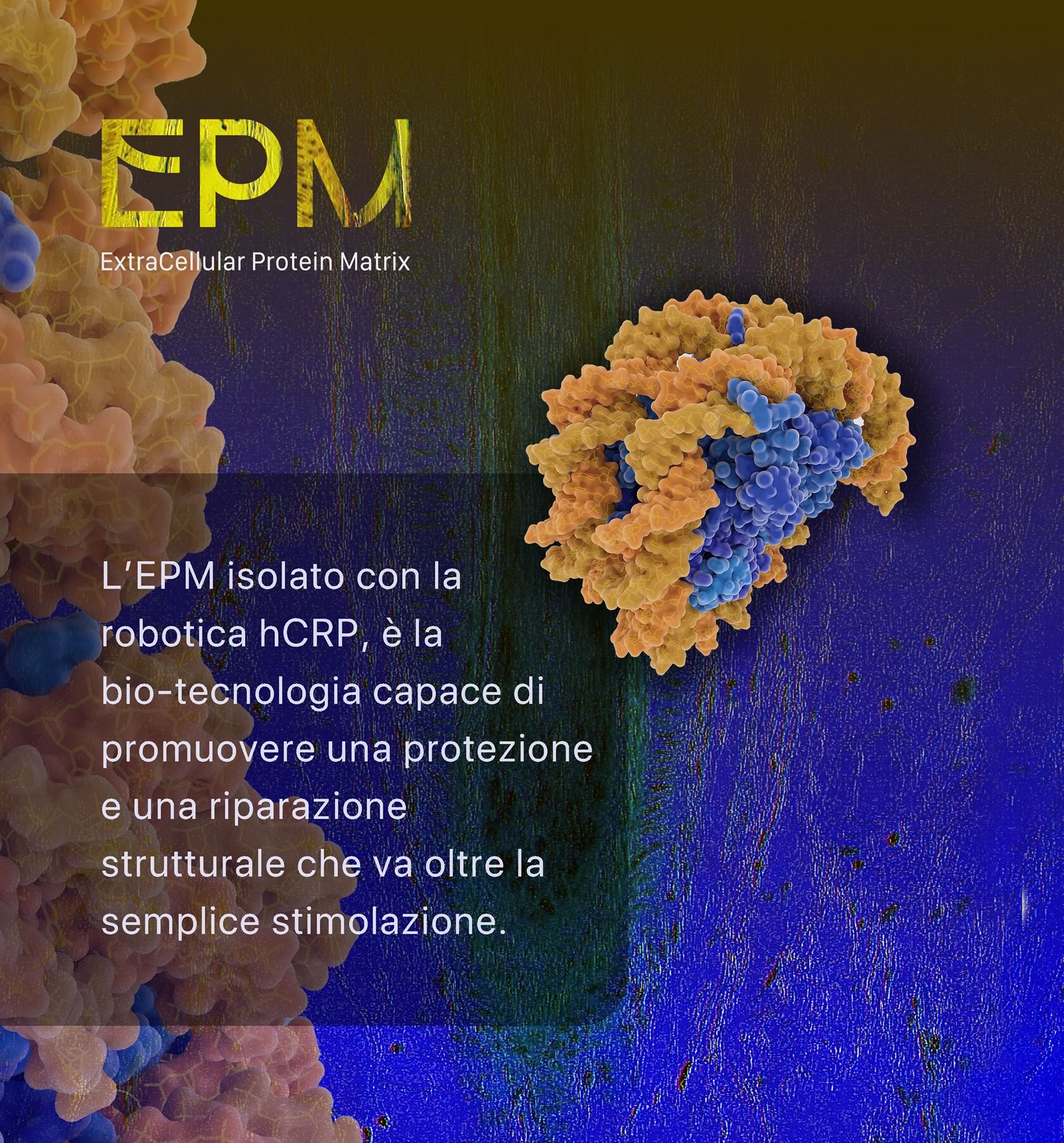 EPM, ExtraCellular Protein Matrix