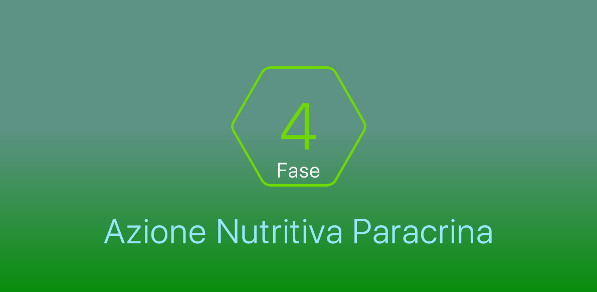 Fase4 | Azione Nutritiva Paracrina