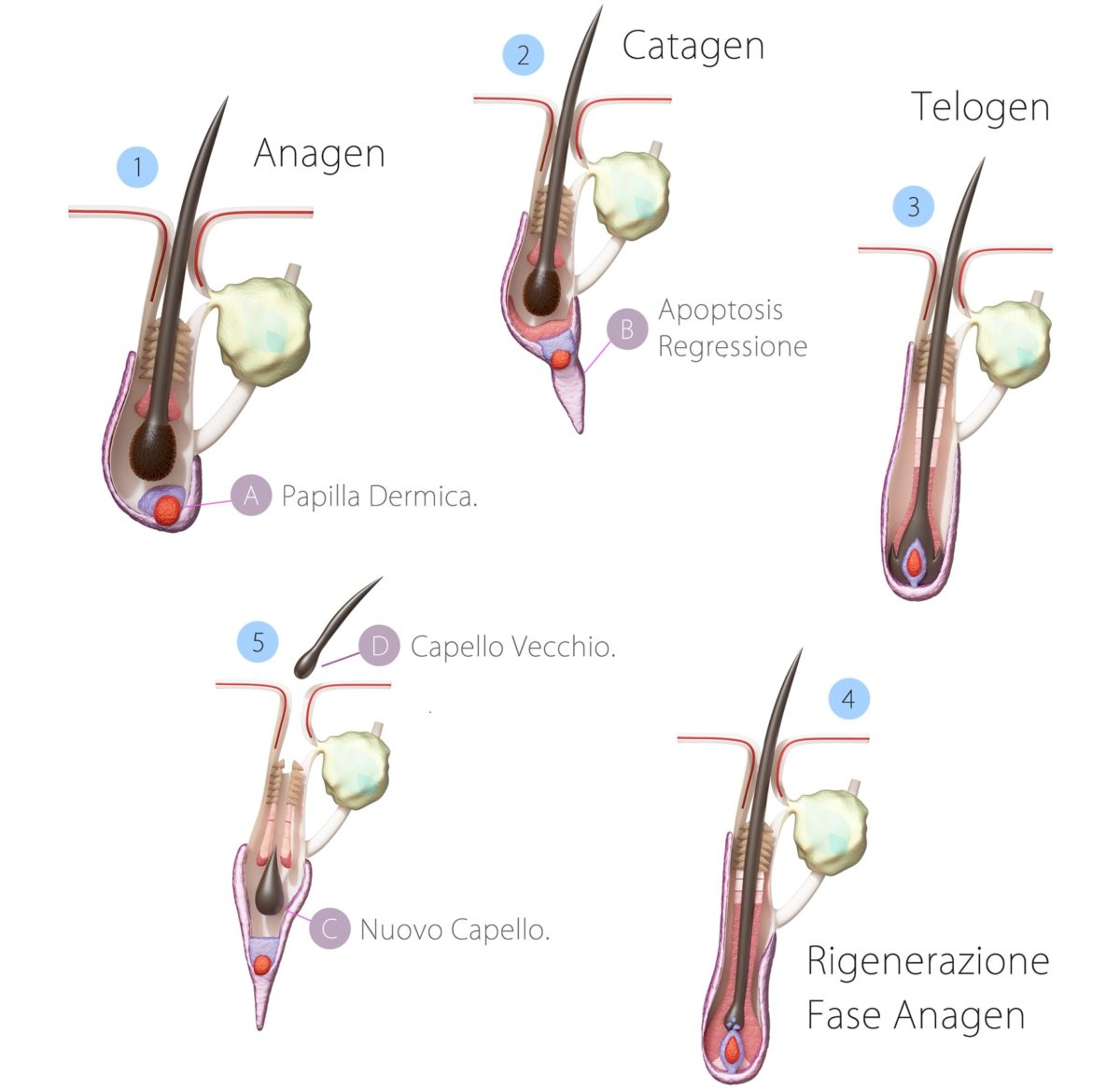 Cura Alopecia Ferrara