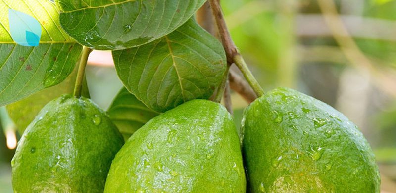 Cura Capelli e Guava